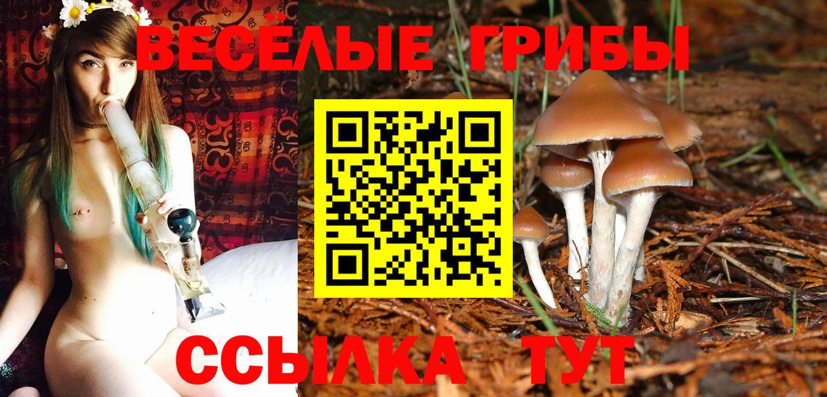 хочу   Псилоцибиновые грибы Psilocybe  Вход с VPN  Волоколамск  Галлюциногенные грибы Psilocybe 
